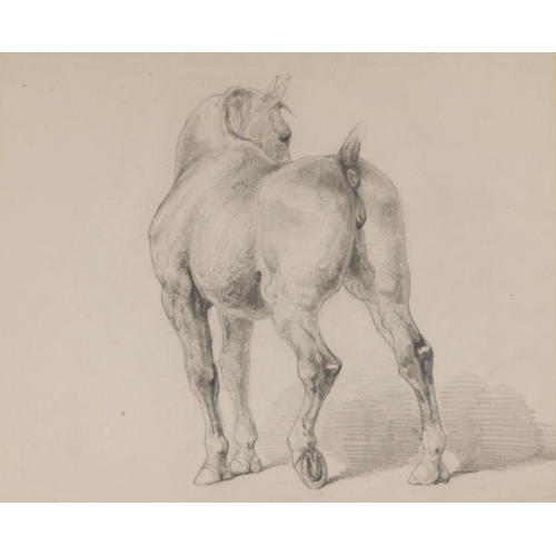A Horse Seen from Behind